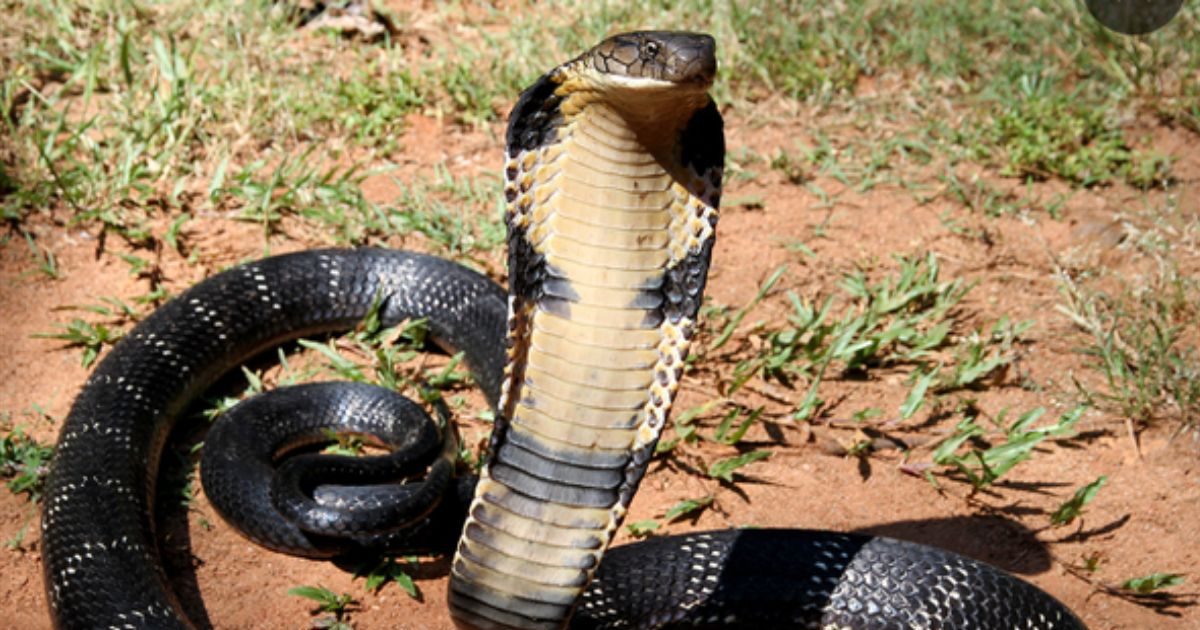 What should people be given if they are bitten by a poisonous snake? So that the effect of poison is reduced, know! – News18 Hindi