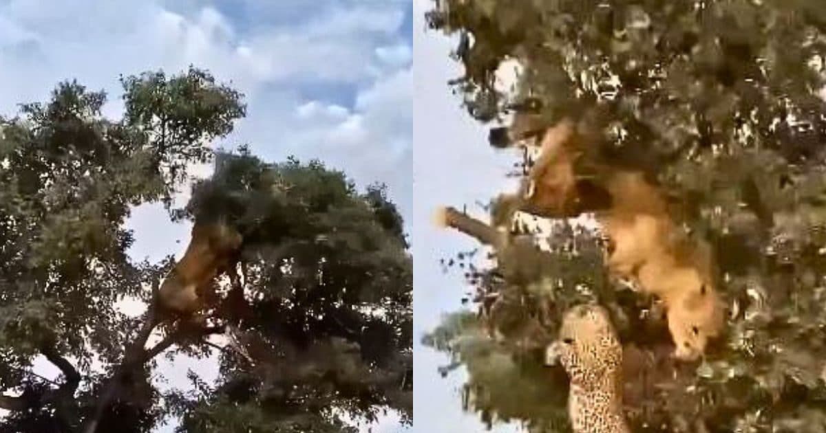 There was a clash between a lion and a leopard on a tree, both outweighed each other, you will be surprised to see the outcome!